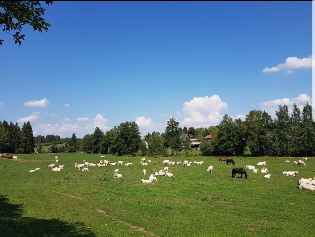 Landgasthof Gruener Baum Regnitzlosau المظهر الخارجي الصورة